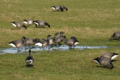 Rotgans-Lauwersmeer 22-1-2006