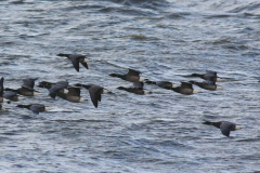 Rotgans-Lauwersoog 8-10-2011