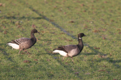 Rotgans, adult en 2e kj.-Lauwersmeer 16-1-2008