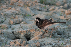 Rouwkwikstaart 1-Lauwersmeer 12-6-2015