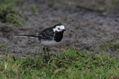 Rouwkwikstaart 1-Lauwersmeer 5-5-2015