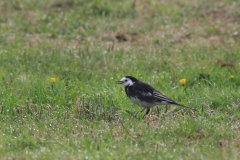 Rouwkwikstaart, ♂  1-Vlieland 22-9-2013