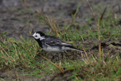 Rouwkwikstaart 2-Lauwersmeer 5-5-2015