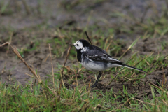 Rouwkwikstaart 3-Lauwersmeer 5-5-2015