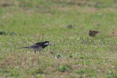 Rouwkwikstaart, ♂  3-Vlieland 22-9-2013