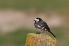 Rouwkwikstaart, ♀ -Eemshaven 15-4-2009