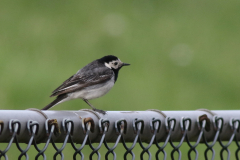 Rouwkwikstaart, ♀ -Eemshaven 8-7-2020