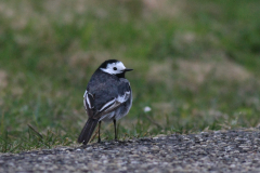 Rouwkwikstaart, ♀ -Lauwersmeer 30-3-2012