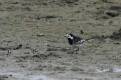 Rouwkwikstaart, ♂ -Lauwersmeer 4-5-2014