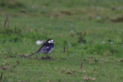 Rouwkwikstaart, ♂ -Vlieland 21-9-2013