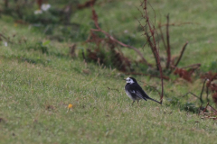 Rouwkwikstaart, ♂ -Vlieland 22-9-2013