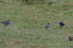 Rouwkwikstaart, ♂  en Witte kwikstaart-Vlieland 23-9-2013