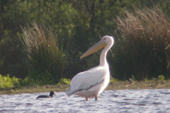 Roze pelikaan 1-Friesland 25-5-2006