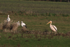 Roze pelikaan 2-Drenthe 19-1-2020