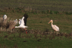 Roze pelikaan en Ooievaar 1-Drenthe 19-1-2020