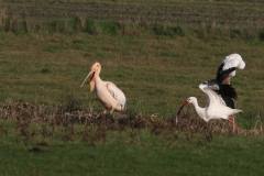 Roze pelikaan en Ooievaar-Drenthe 19-1-2020