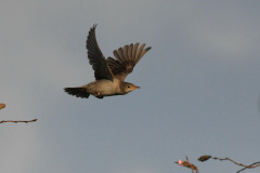 Roze spreeuw, 1e kj. 2 Vlieland 21-10 2011