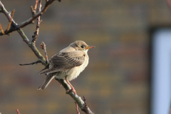 Roze spreeuw, 1e kj. Vlieland 21-10 2011