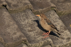 Roze spreeuw, 2e kj. 1 Friesland 17-1-2015