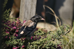 Roze spreeuw, 2e kj. Friesland 18-4-2021