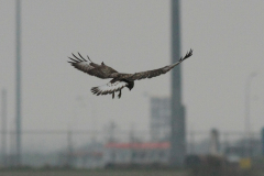 Ruigpootbuizerd, 1e kj. 1 Eemshaven 30-10-2011