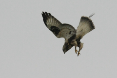 Ruigpootbuizerd, 1e kj. 2 Eemshaven 30-10-2011