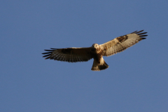 Ruigpootbuizerd, 1e kj. 2-Onlanden 19-10-2018