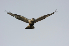 Ruigpootbuizerd, 1e kj. 3 Eemshaven 30-10-2011