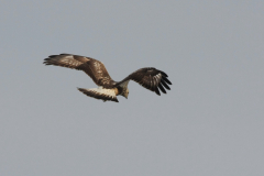 Ruigpootbuizerd, 1e kj. 4 Eemshaven 30-10-2011