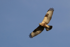 Ruigpootbuizerd, 1e kj. 4-Onlanden 19-10-2018