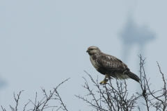 Ruigpootbuizerd, 1e kj. Eemshaven 24-11-2011