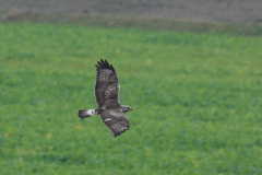 Ruigpootbuizerd, 1e kj. Eemshaven 30-10-2011