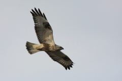 Ruigpootbuizerd, 1e kj. Eemshaven 5-11-2011