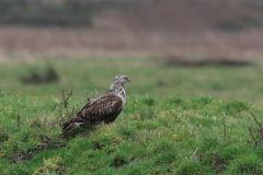 Ruigpootbuizerd, 1e kj. Groningen-stad 25-12 2011