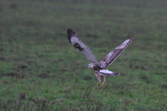 Ruigpootbuizerd, 1e kj. Lauwrsmeer 20-12-2015