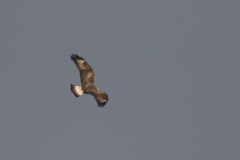 Ruigpootbuizerd, 1e kj.-Onlanden 17-10-2018