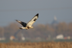 Ruigpootbuizerd, 1e kj.-Onlanden 17-11-2018