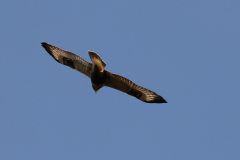 Ruigpootbuizerd, 1e kj.-Onlanden 19-10-2018