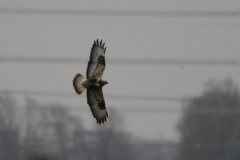 Ruigpootbuizerd, adult ♀ 1  Groningen-prov. 5-2-2024