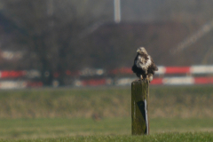 Ruigpootbuizerd, adult ♀   Groningen-prov. 1-2-2024