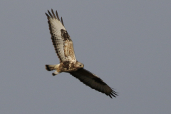 Ruigpootbuizerd, adult ♂ 1  Onlanden 29-11-2023