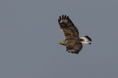 Ruigpootbuizerd, adult ♂  Onlanden 29-11-2023