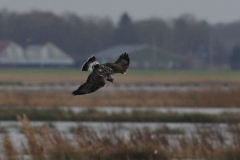 Ruigpootbuizerd, adult 1 Dannemeer 10-12 2015