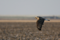 Ruigpootbuizerd, adult 1 Lauwersmeer 25-12-2010