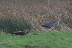 Ruigpootbuizerd, adult, en Blauwe reiger  2 Dannemeer 10-12 2015