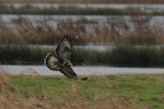 Ruigpootbuizerd, adult Dannemeer 10-12 2015