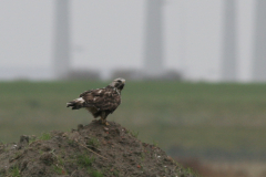 Ruigpootbuizerd, adult Eemshaven 15-11-2009