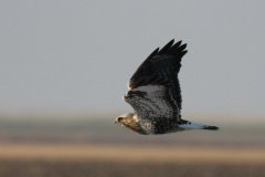 Ruigpootbuizerd, adult Lauwersmeer 25-12-2010