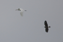 Ruigpootbuizerd en Grote zilverreiger  Groningen-prov. 21-2-2024