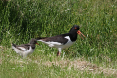 Scholekster 1-Ameland 21-6-2019 b